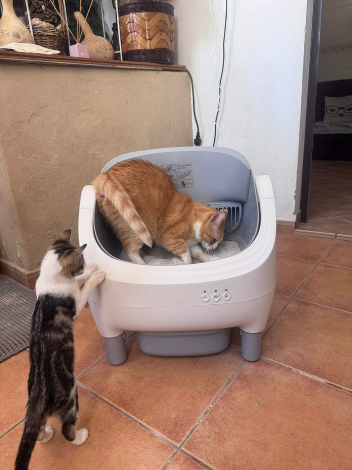 Photo de l’acheteuse : la Maxi-F chez elle, un chat roux à l’intérieur et un chaton qui regarde
